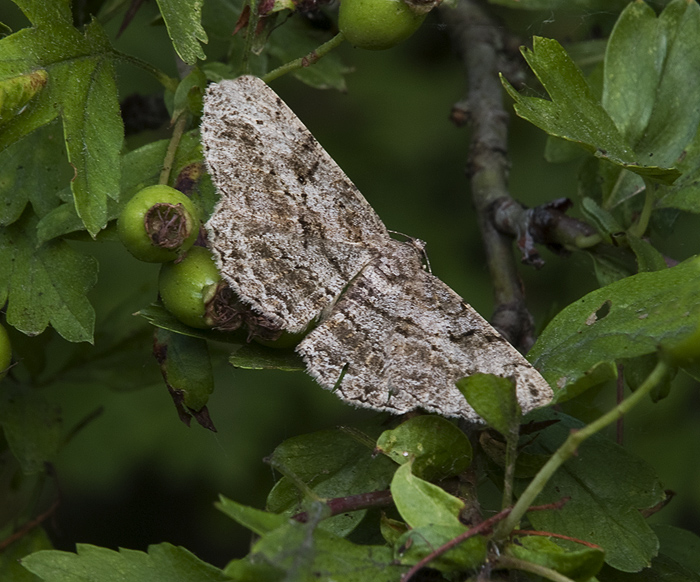 Hypomecis roboraria   Geometridae